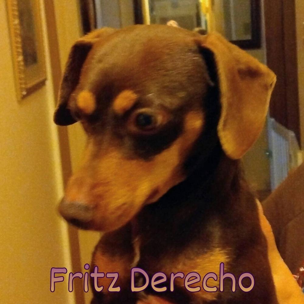 Enlarge Fritz Derecho, a Adoptable Dachshund in San Antonio, TX image 1/3