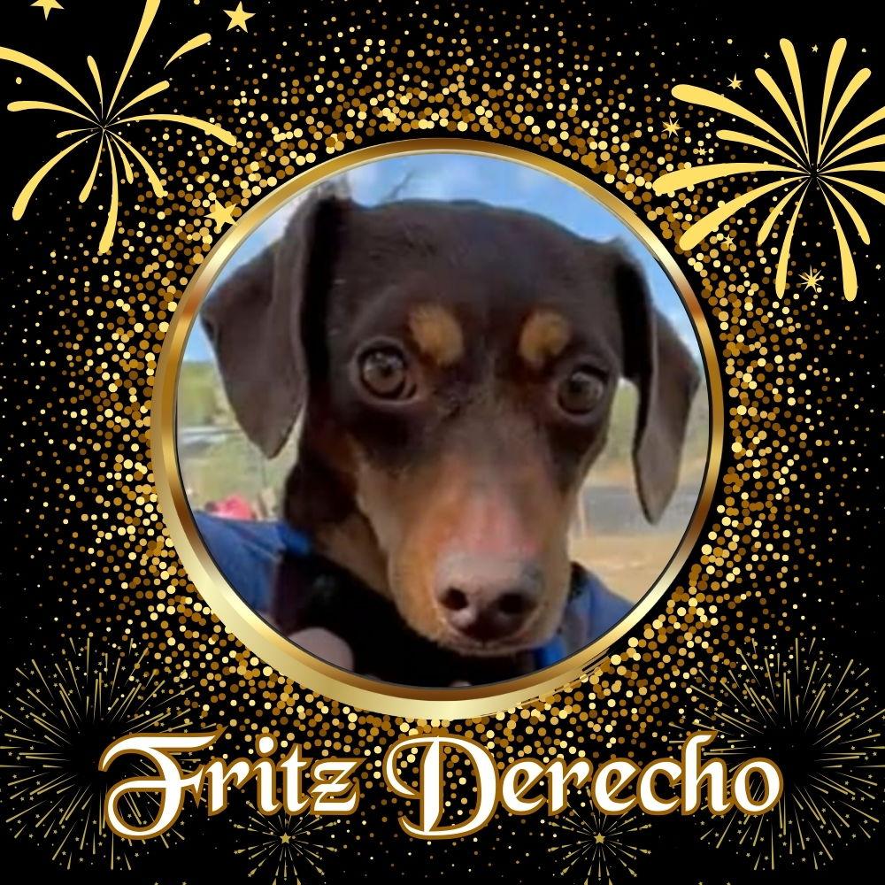 Enlarge Fritz Derecho, a Adoptable Dachshund in San Antonio, TX image 2/3