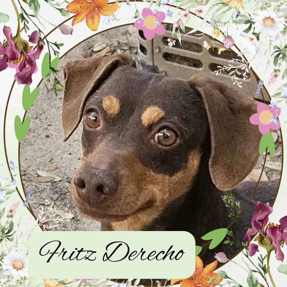 Enlarge Fritz Derecho, a Adoptable Dachshund in San Antonio, TX image 2/3