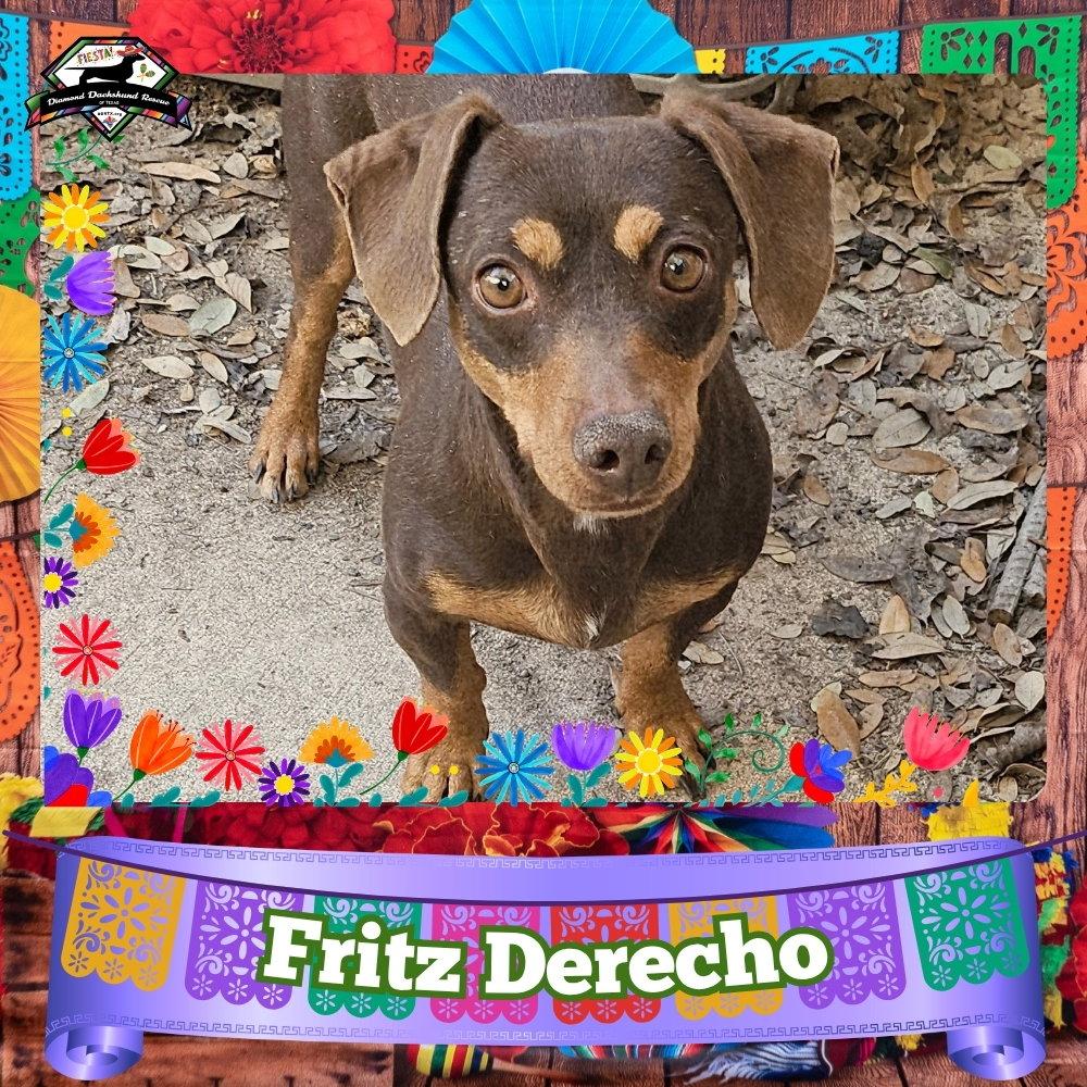 Enlarge Fritz Derecho, a Adoptable Dachshund in San Antonio, TX image 2/3