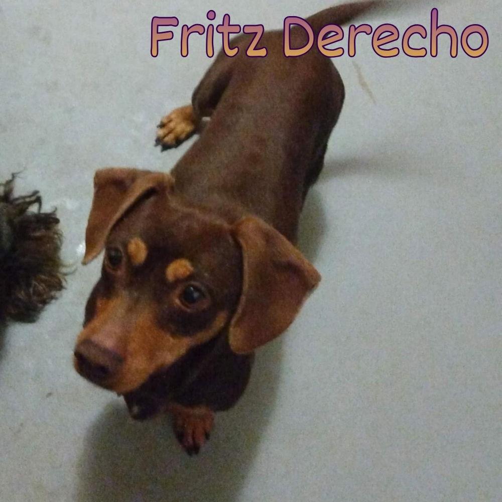 Enlarge Fritz Derecho, a Adoptable Dachshund in San Antonio, TX image 3/3
