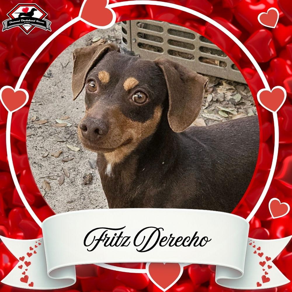 Enlarge Fritz Derecho, a Adoptable Dachshund in San Antonio, TX image 3/3
