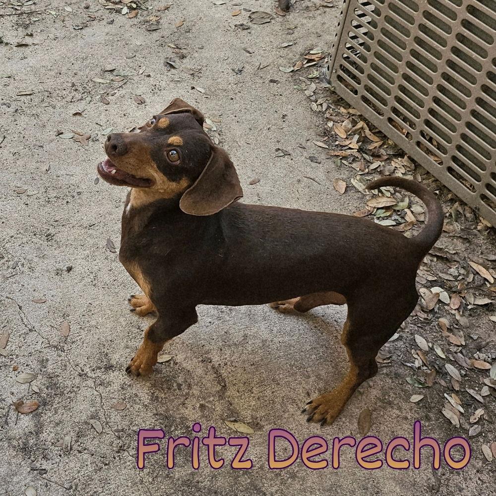 Enlarge Fritz Derecho, a Adoptable Dachshund in San Antonio, TX image 3/3