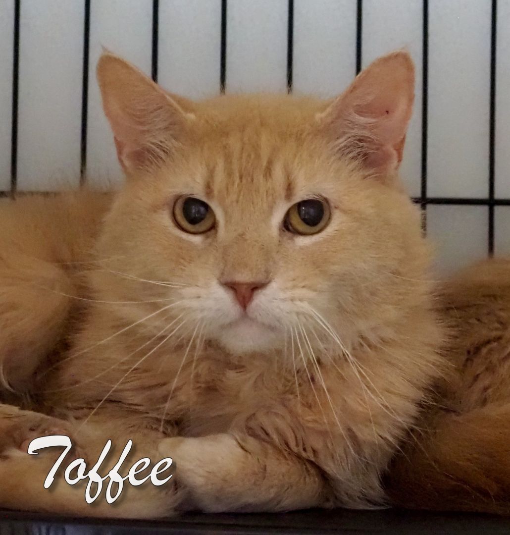 Toffee & Twix