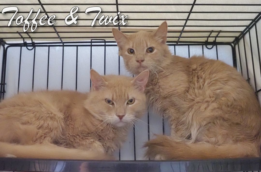 Toffee & Twix, a Adoptable mixed breed in Cape May Court House, NJ image 2/10