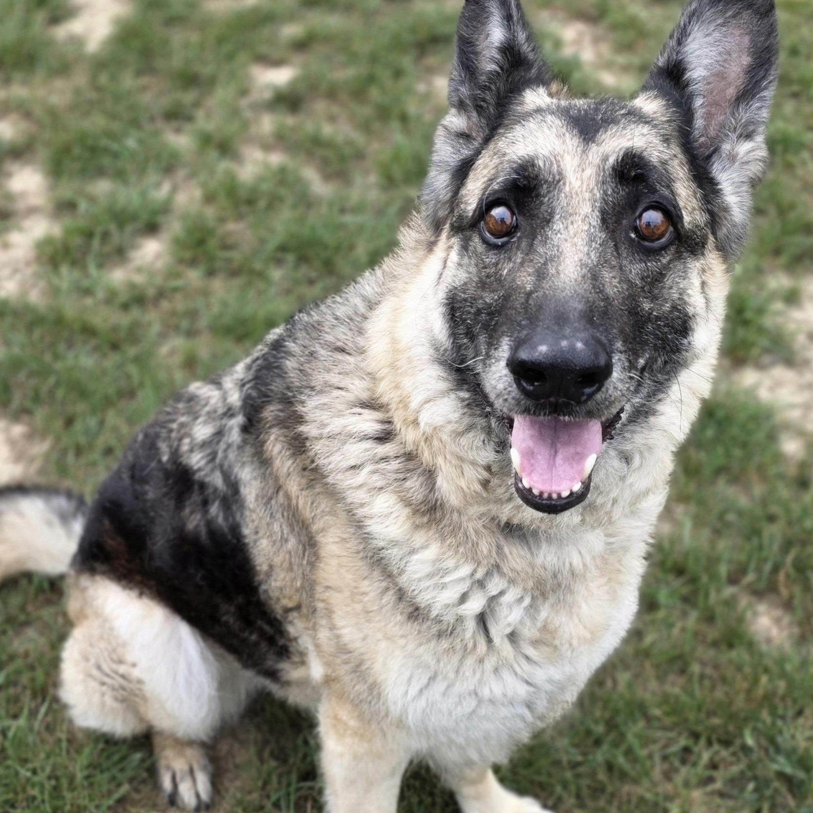 Enlarge Agnes, a ADOPTABLE mixed breed in Shepherdsville, KY image 3/5