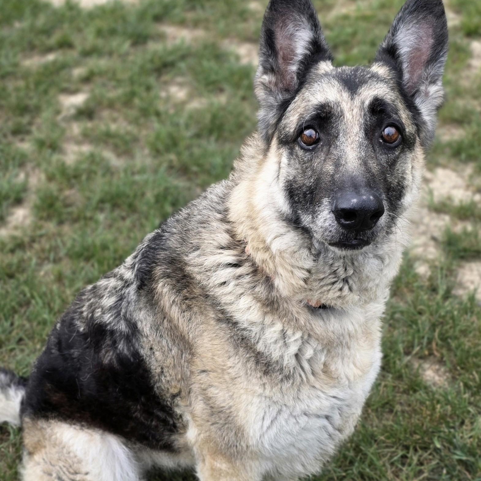 Enlarge Agnes, a ADOPTABLE mixed breed in Shepherdsville, KY image 5/5