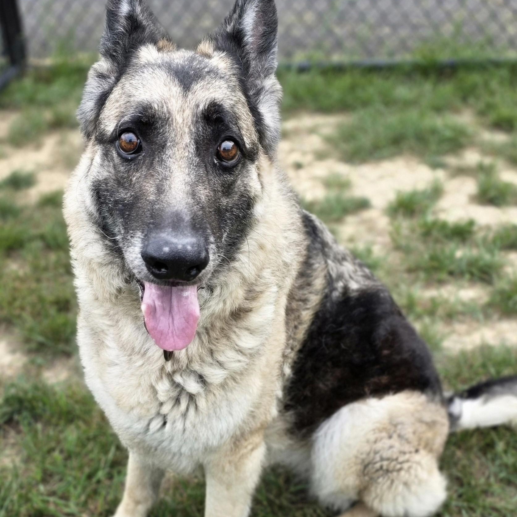 Enlarge Agnes, a ADOPTABLE mixed breed in Shepherdsville, KY image 2/5
