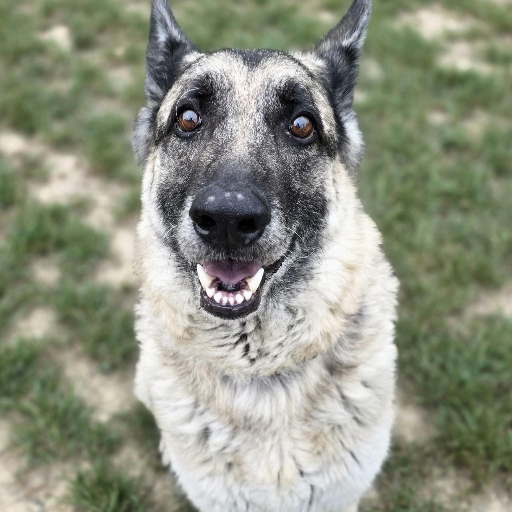Agnes, ADOPTABLE, Senior Female German Shepherd Dog.