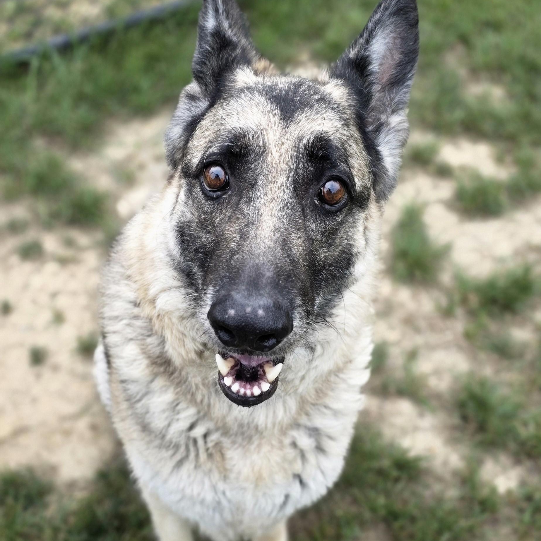 Enlarge Agnes, a ADOPTABLE mixed breed in Shepherdsville, KY image 4/5