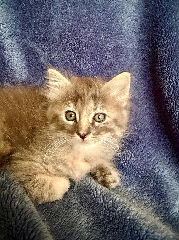 Poppy 26, a Adoptable mixed breed in Nashville, TN image 1/3