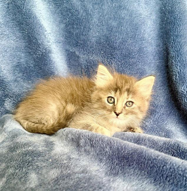 Poppy 26, a Adoptable mixed breed in Nashville, TN image 2/3