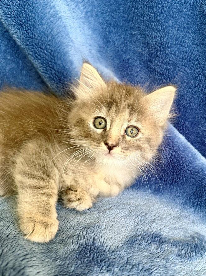Poppy 26, a Adoptable mixed breed in Nashville, TN image 3/3