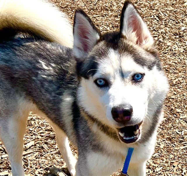 SNOWBALL, Adoptable, Adult Male Siberian Husky.