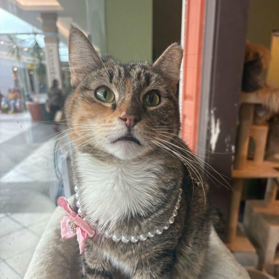 Zinnia (Her Spirit Shines Through), ADOPTABLE, Young Female Domestic Short Hair.