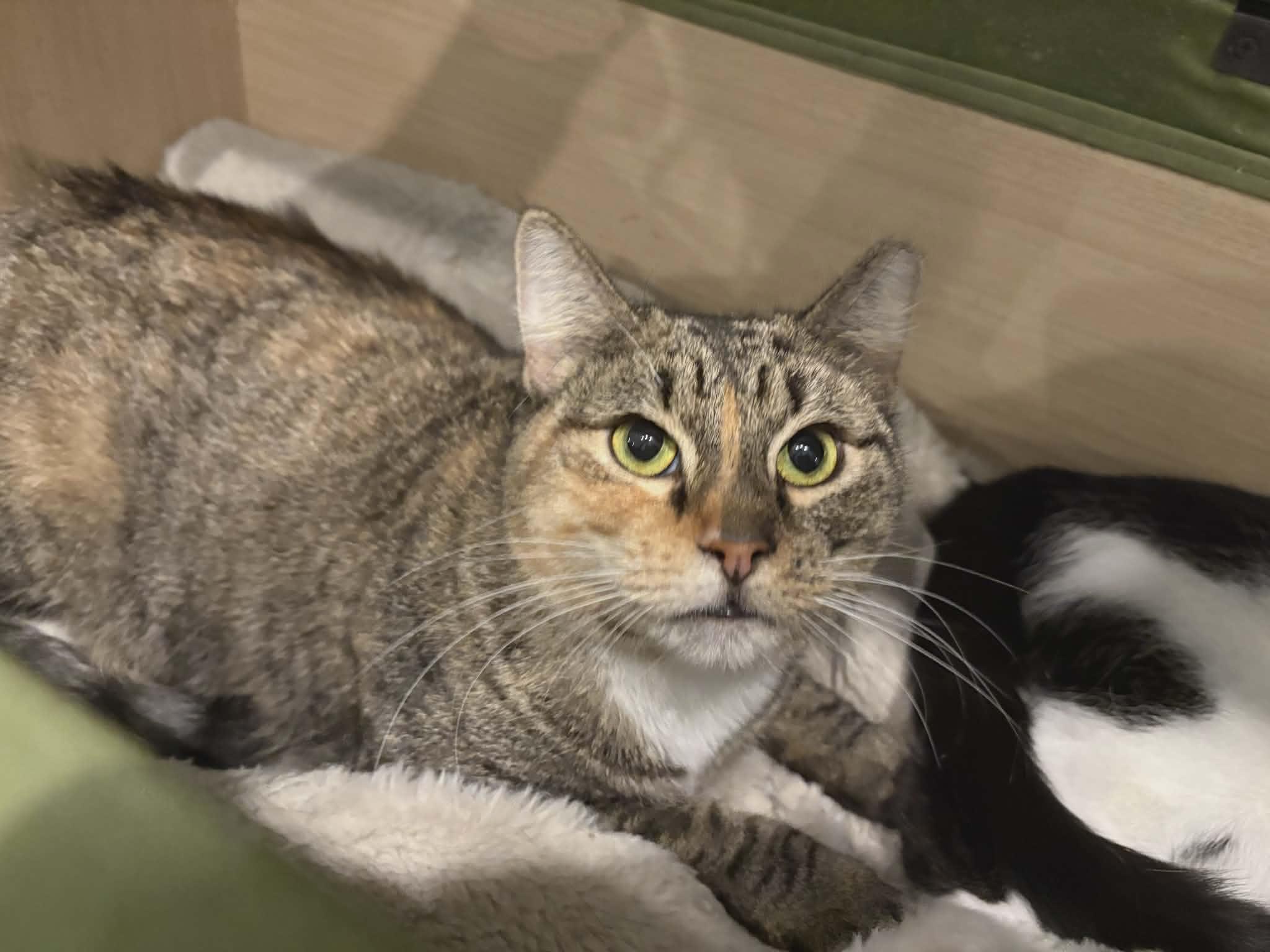 Zinnia (Her Spirit Shines Through), ADOPTABLE, Young Female Domestic Short Hair.