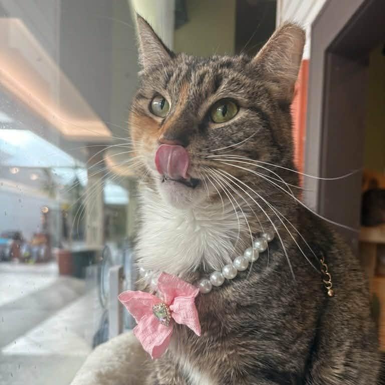 Enlarge Zinnia (Her Spirit Shines Through), a ADOPTABLE Domestic Short Hair in Rochester, NY image 2/3