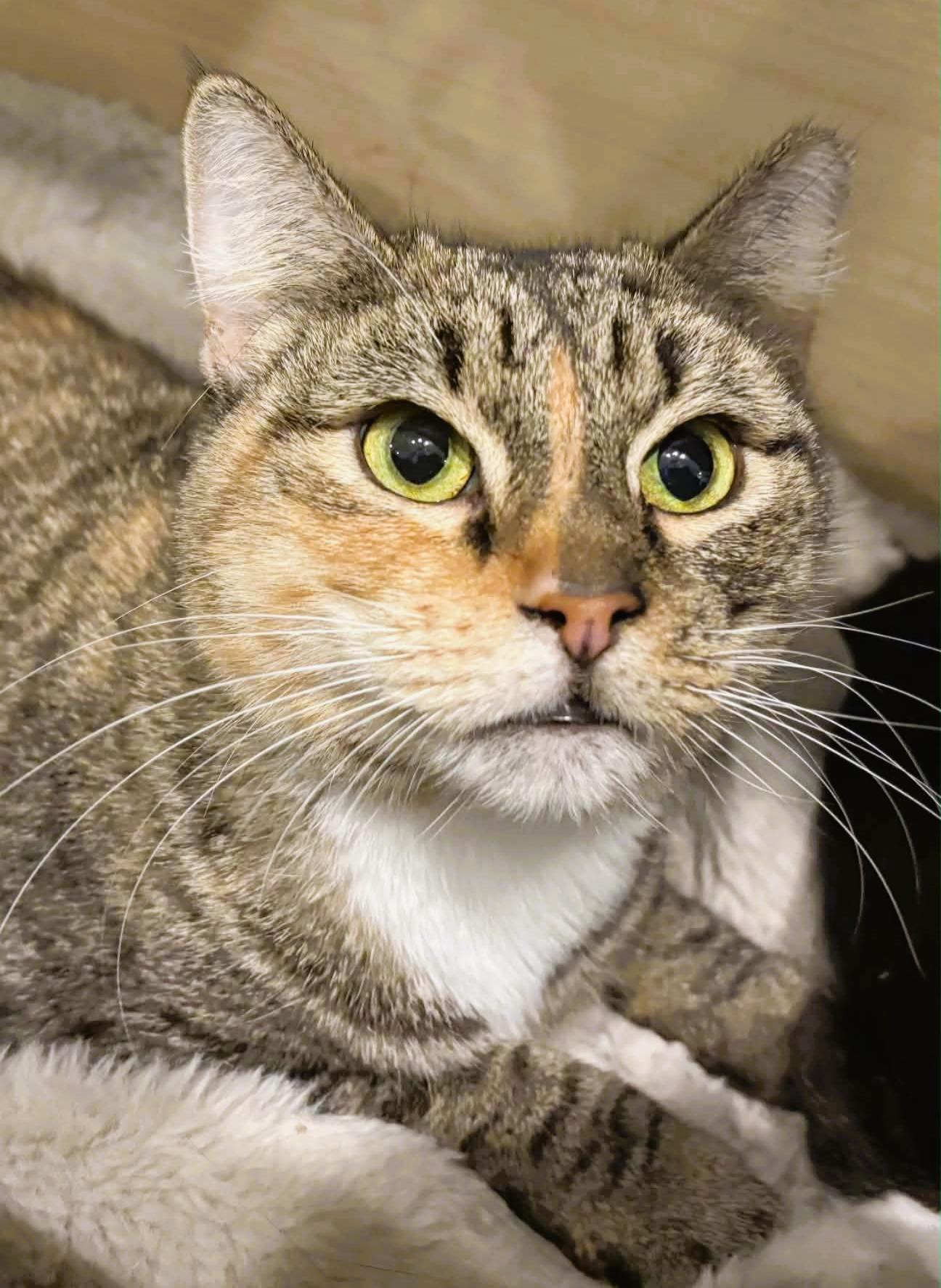 Enlarge Zinnia (Her Spirit Shines Through), a ADOPTABLE Domestic Short Hair in Rochester, NY image 2/2