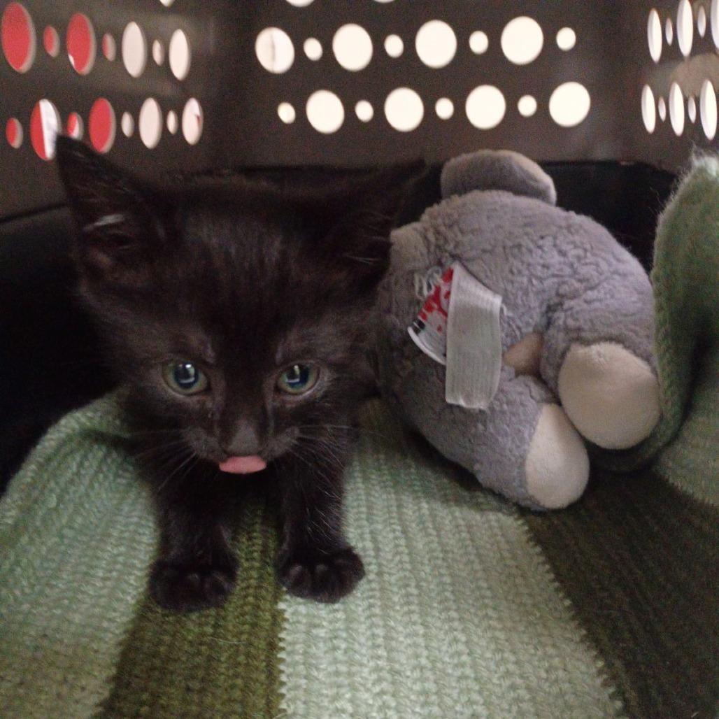 Salem, Adoptable, Kitten Female Domestic Short Hair.