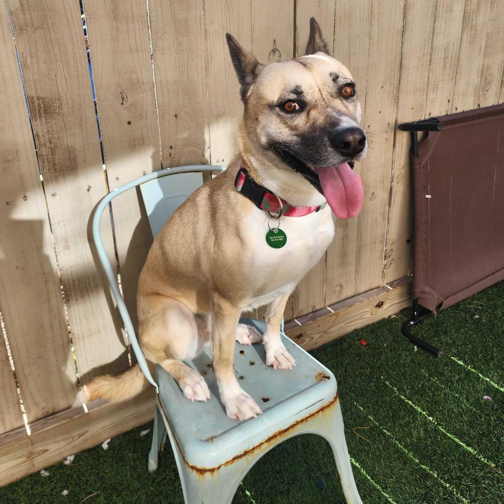 Gemma (Reduced Rover), Adoptable, Adult Female Shepherd & Husky.