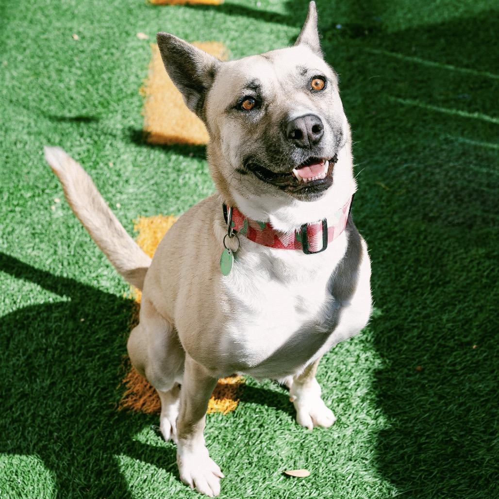 Gemma (Reduced Rover)