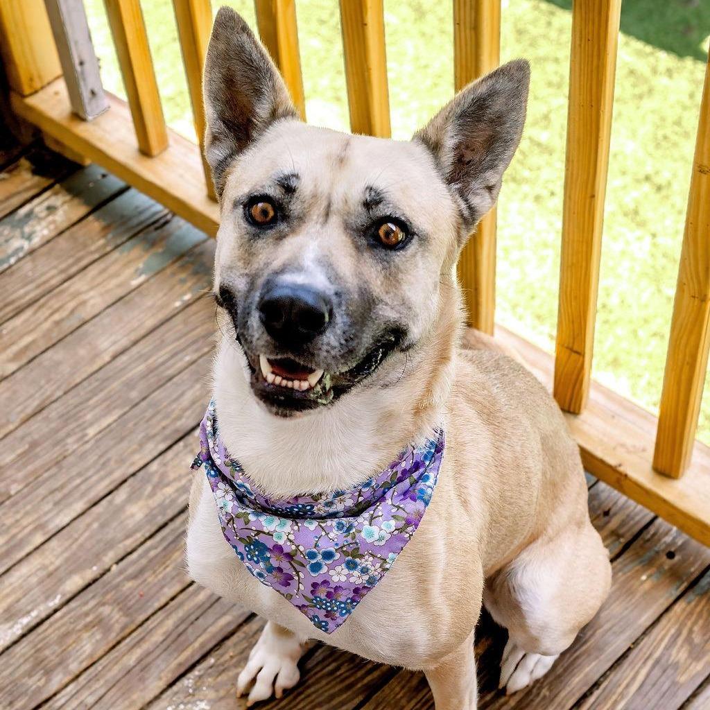 Enlarge Gemma (Reduced Rover), a Adoptable mixed breed in New Orleans, LA image 3/6