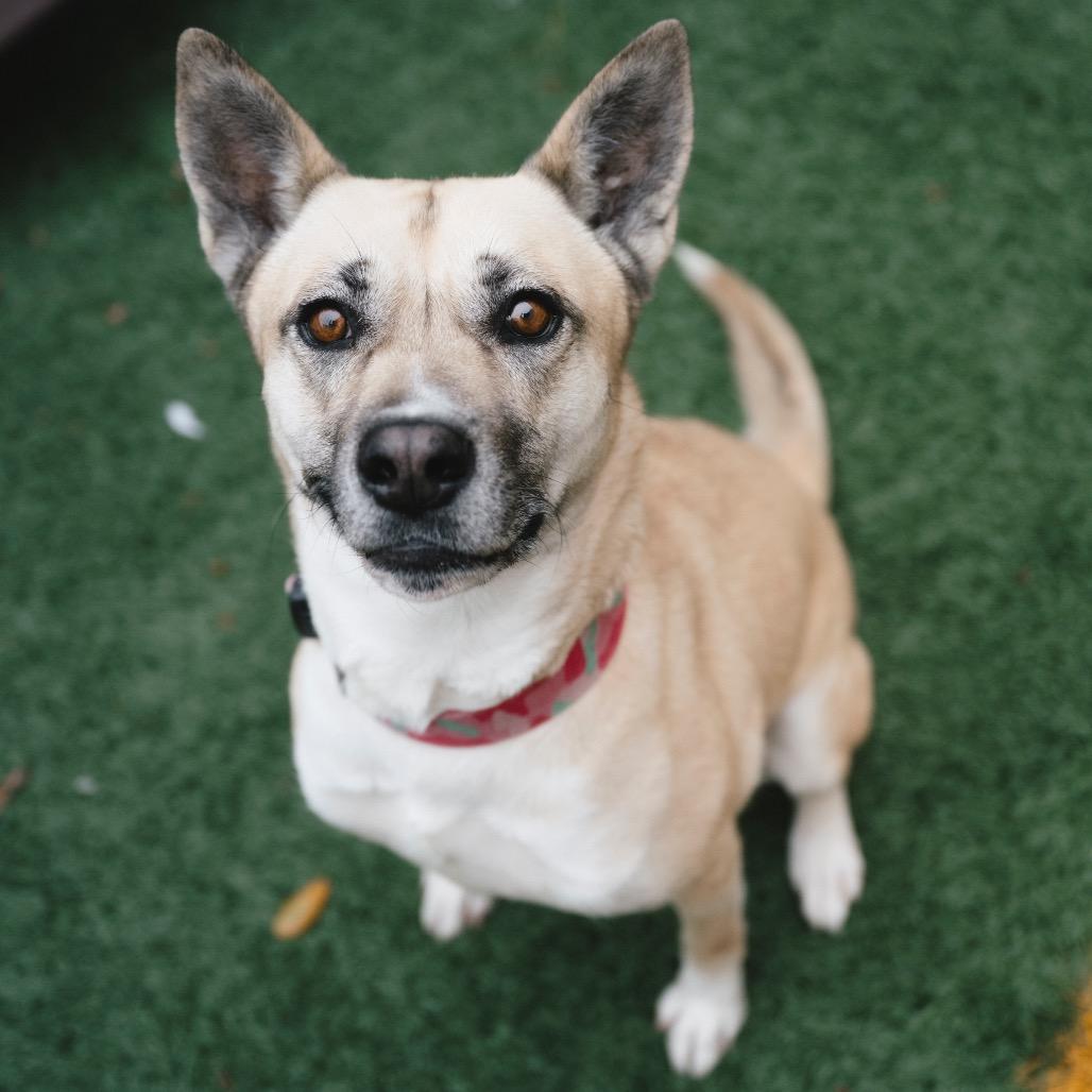 Enlarge Gemma (Reduced Rover), a Adoptable mixed breed in New Orleans, LA image 1/6