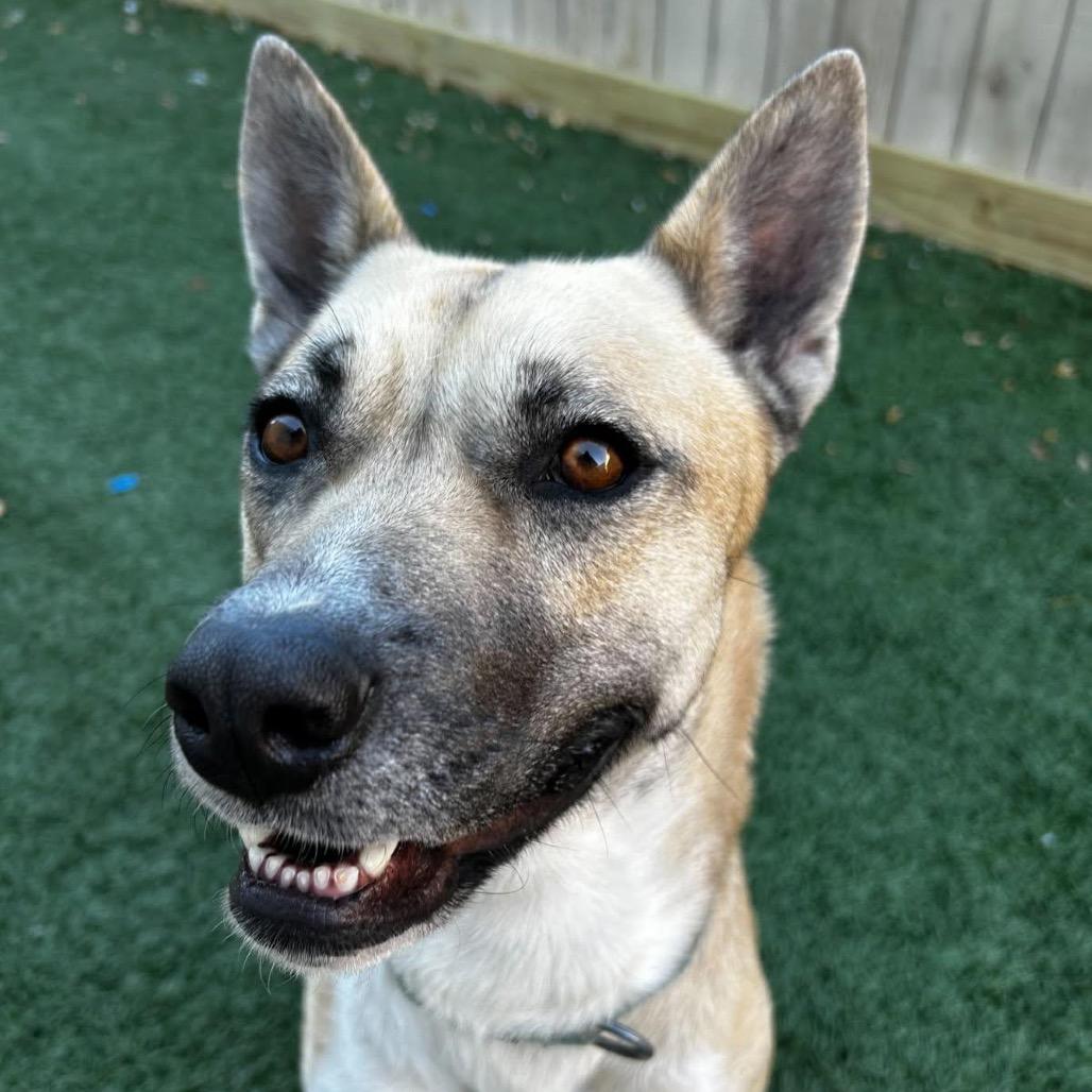 Enlarge Gemma (Reduced Rover), a Adoptable mixed breed in New Orleans, LA image 4/6