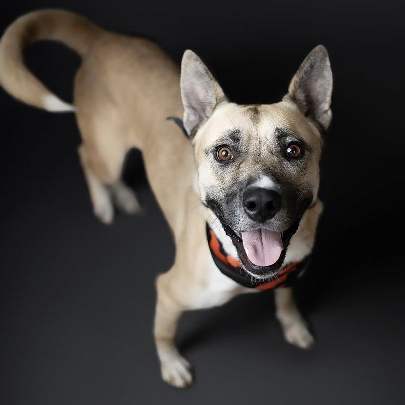 Enlarge Gemma (Reduced Rover), a Adoptable mixed breed in New Orleans, LA image 5/6
