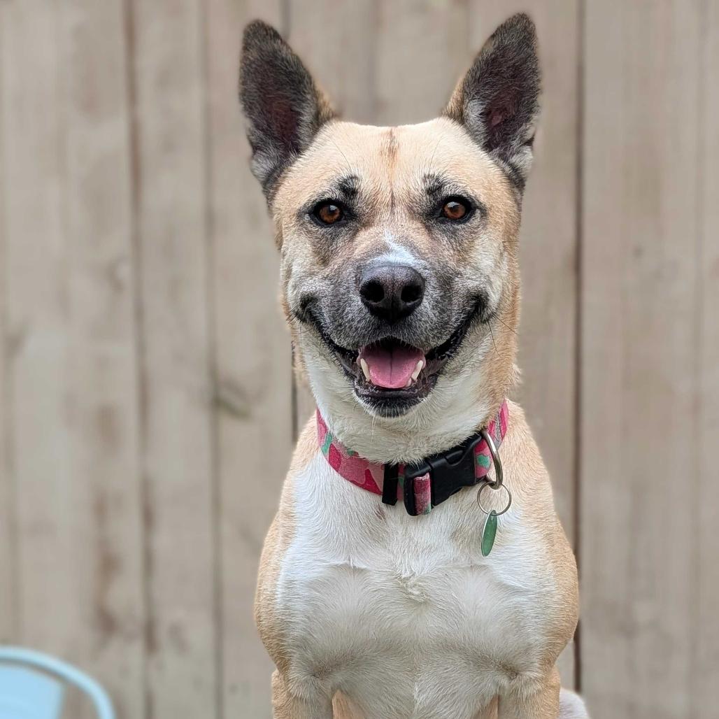 Gemma (Reduced Rover), Adoptable, Adult Female Shepherd & Husky.