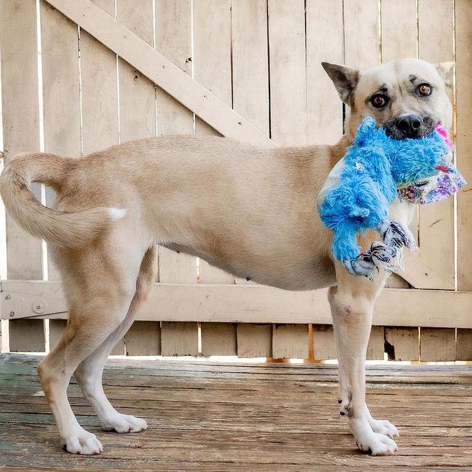 Enlarge Gemma (Reduced Rover), a Adoptable mixed breed in New Orleans, LA image 6/6