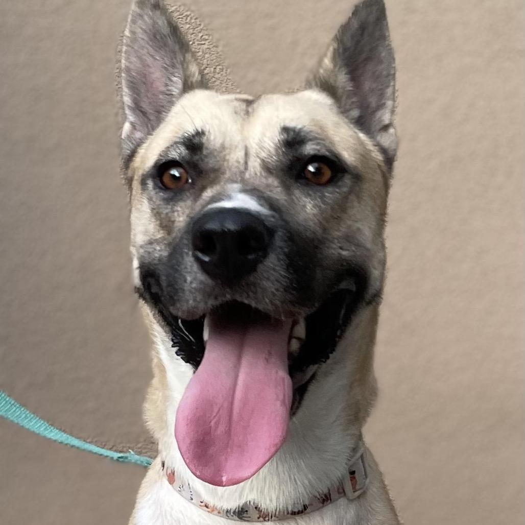 Enlarge Gemma (Reduced Rover), a Adoptable mixed breed in New Orleans, LA image 2/6