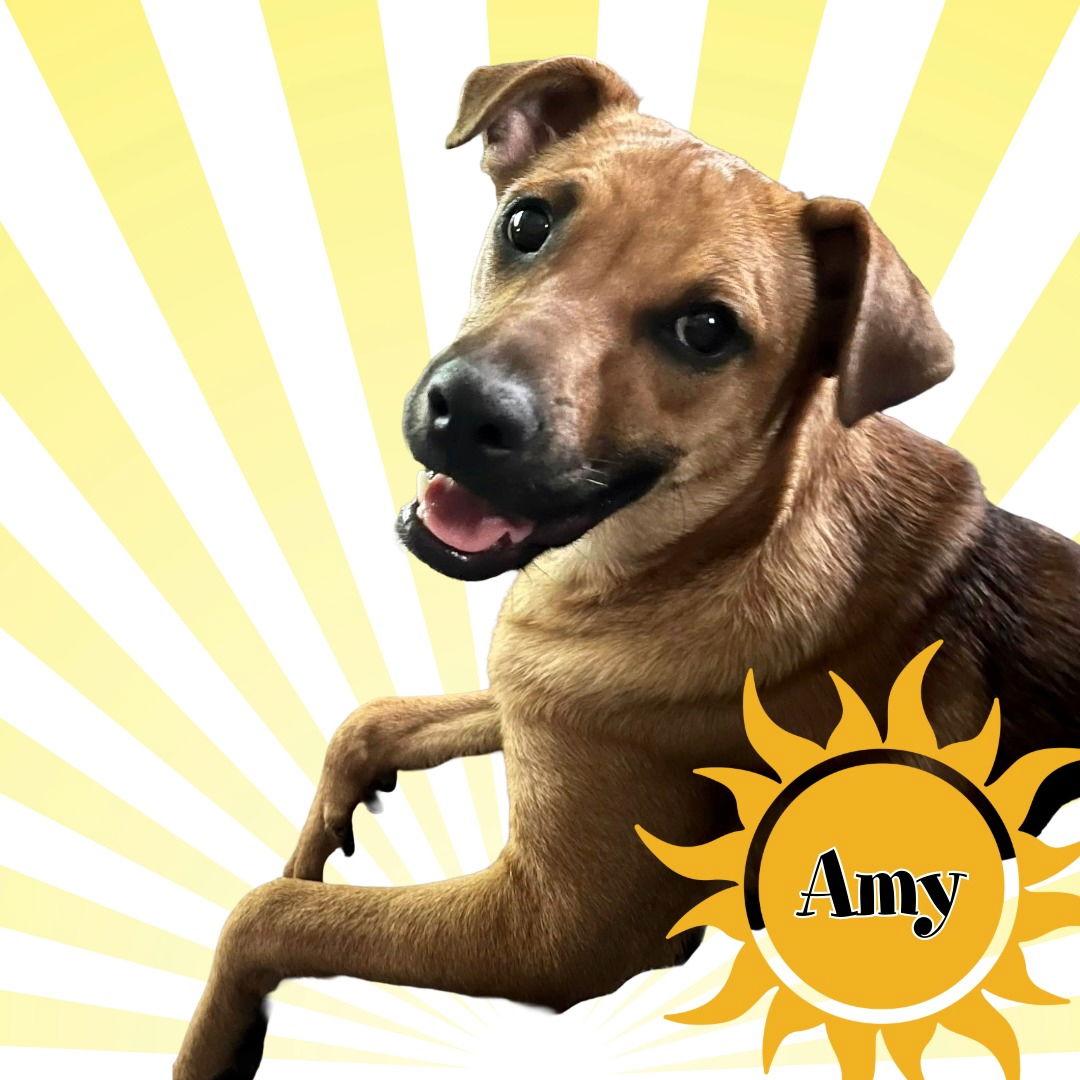 Enlarge Amy, a Adoptable Mountain Cur in Blackwood, NJ image 1/3