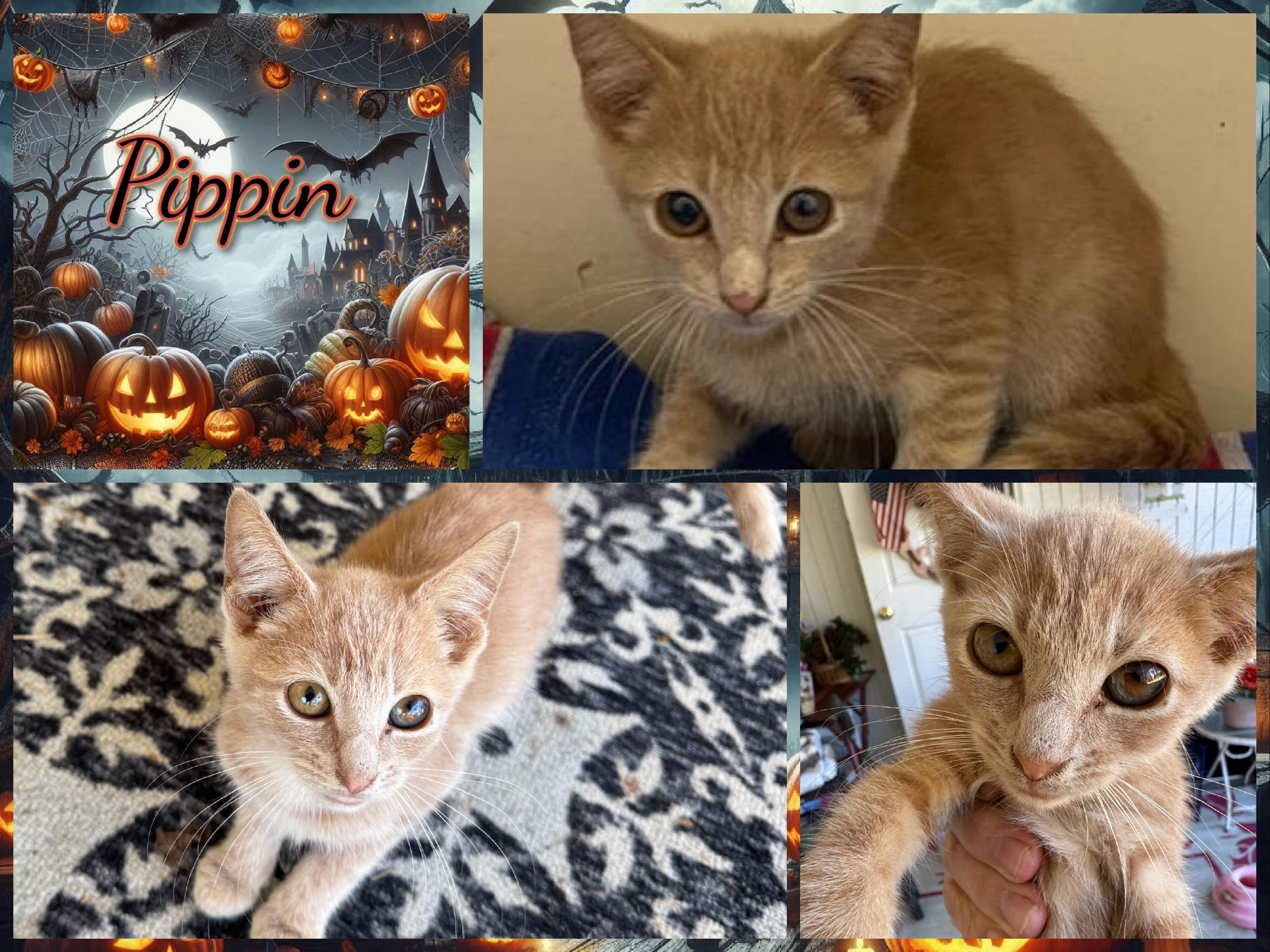 Pippin, Adoptable, Kitten Male Domestic Short Hair.