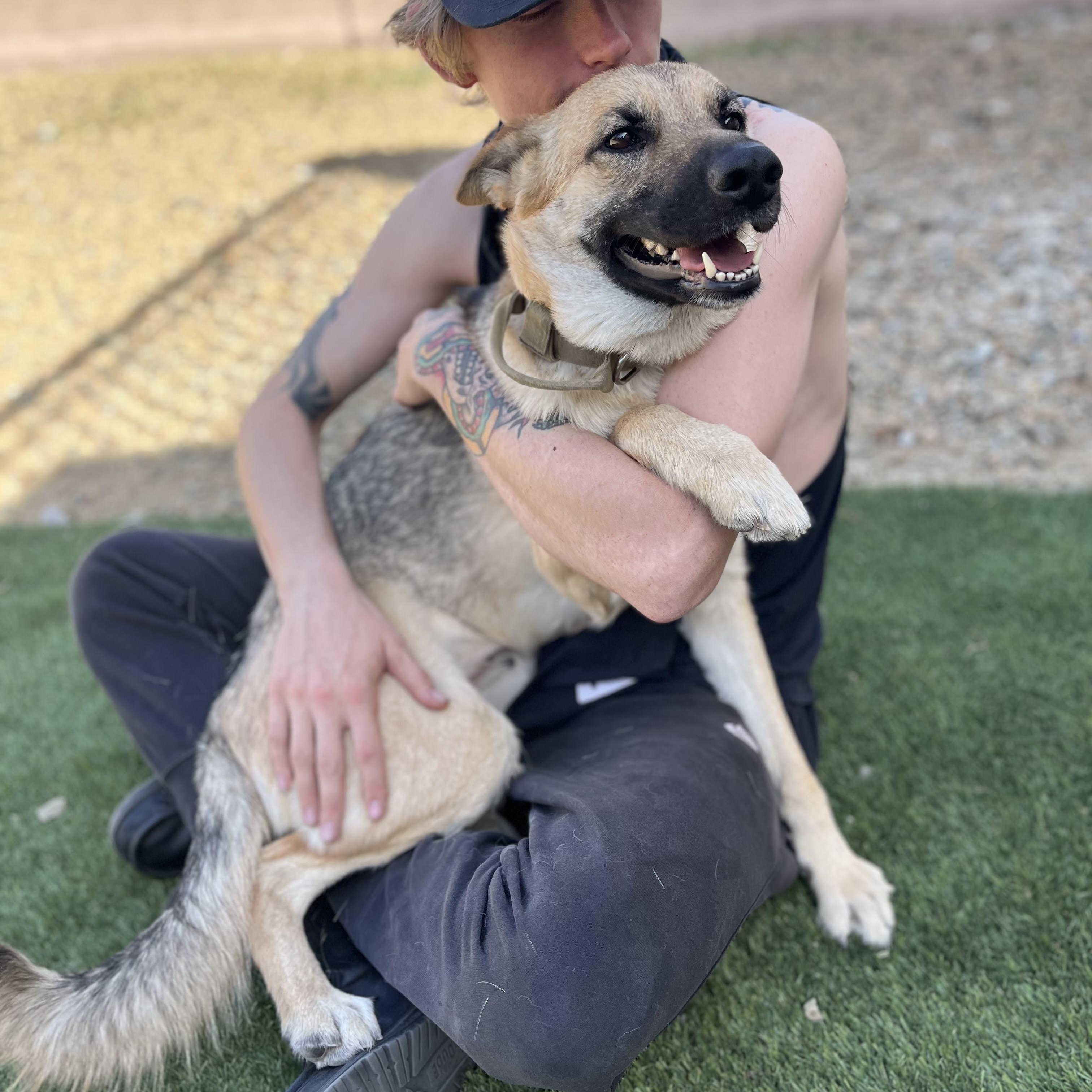 Enlarge Freya , a ADOPTABLE German Shepherd Dog in Las Vegas, NV image 2/3