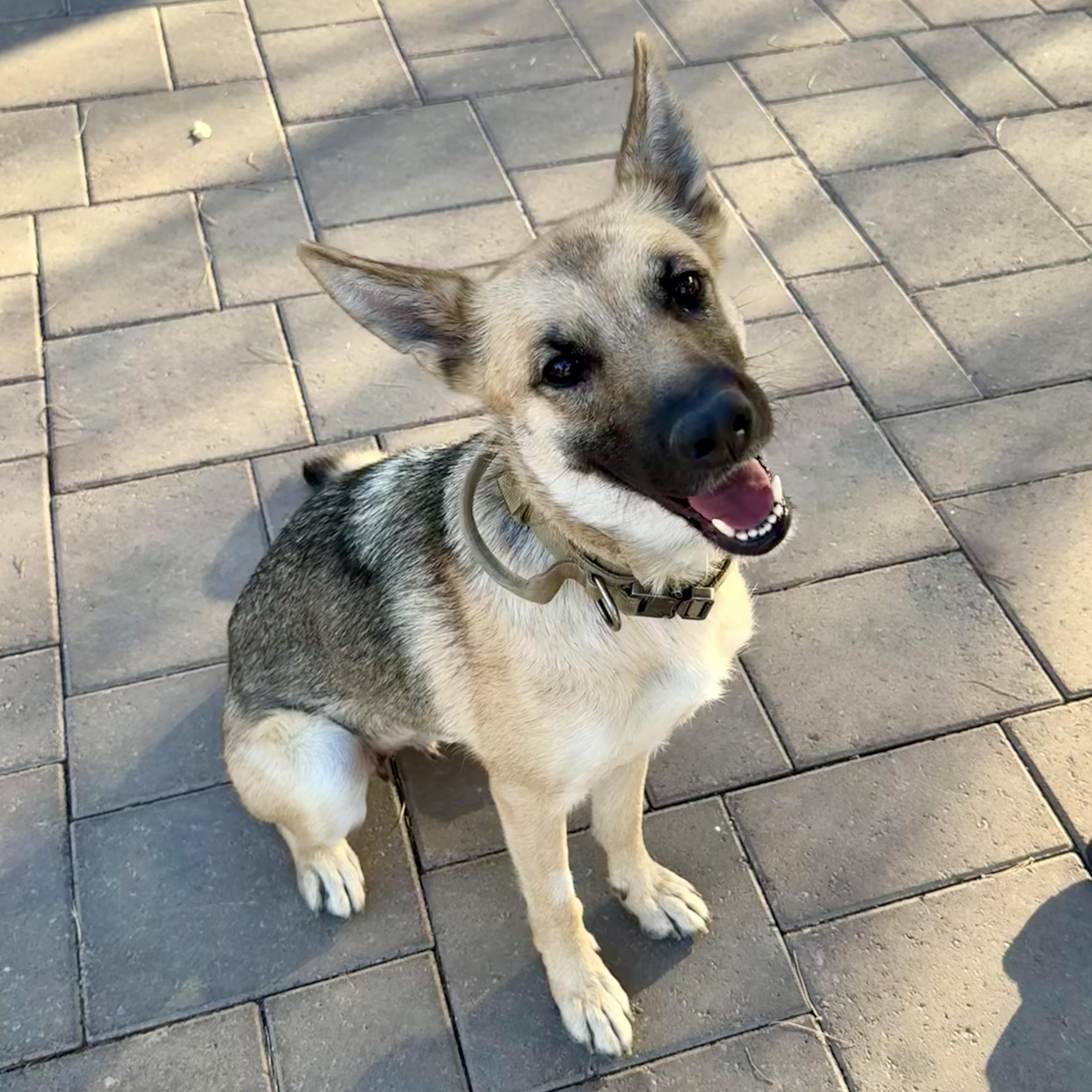 Enlarge Freya , a ADOPTABLE German Shepherd Dog in Las Vegas, NV image 1/3