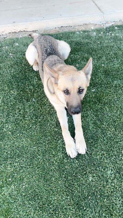 Enlarge Freya , a ADOPTABLE German Shepherd Dog in Las Vegas, NV video 3/3