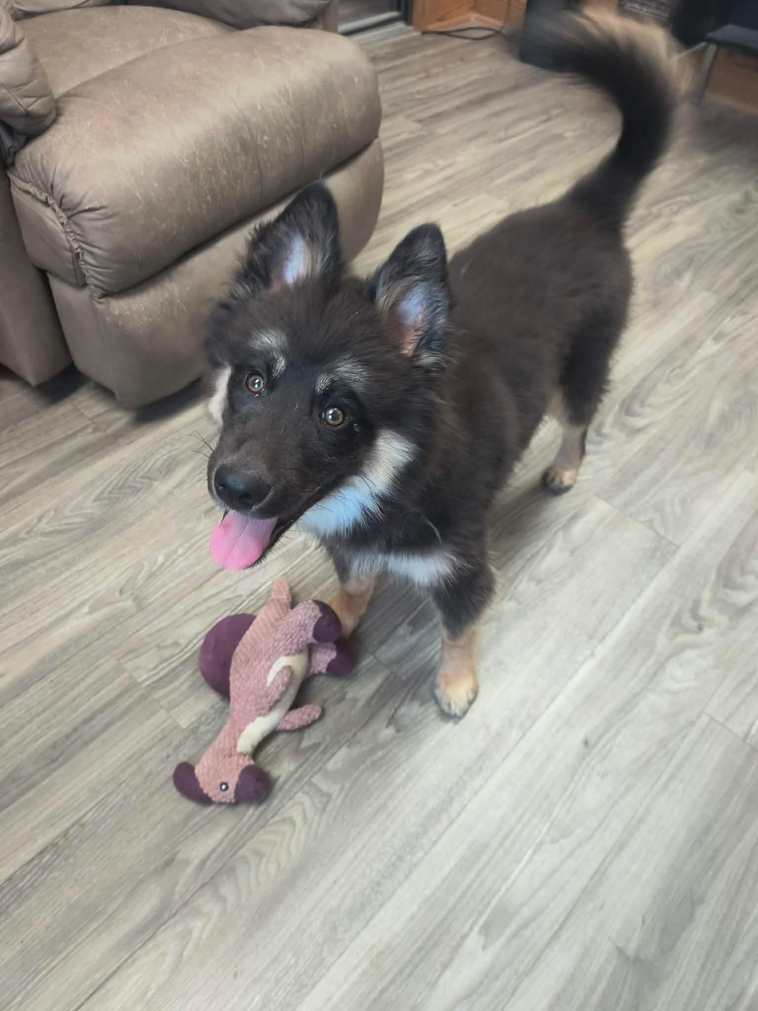 Enlarge Grizzly, a ADOPTABLE mixed breed in Fort Smith, NT image 3/3