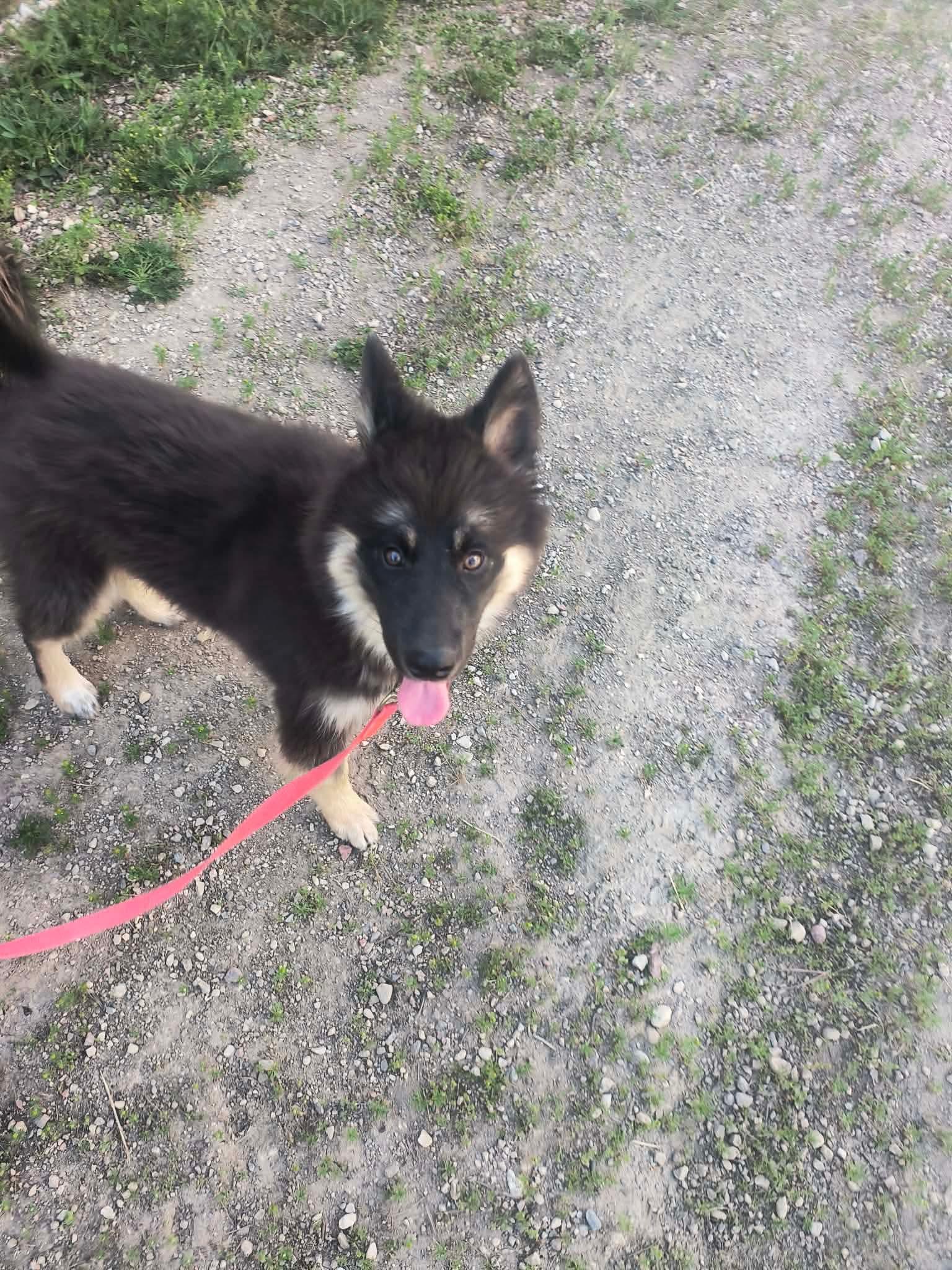 Grizzly, ADOPTABLE, Puppy Male Husky & German Shepherd Dog.