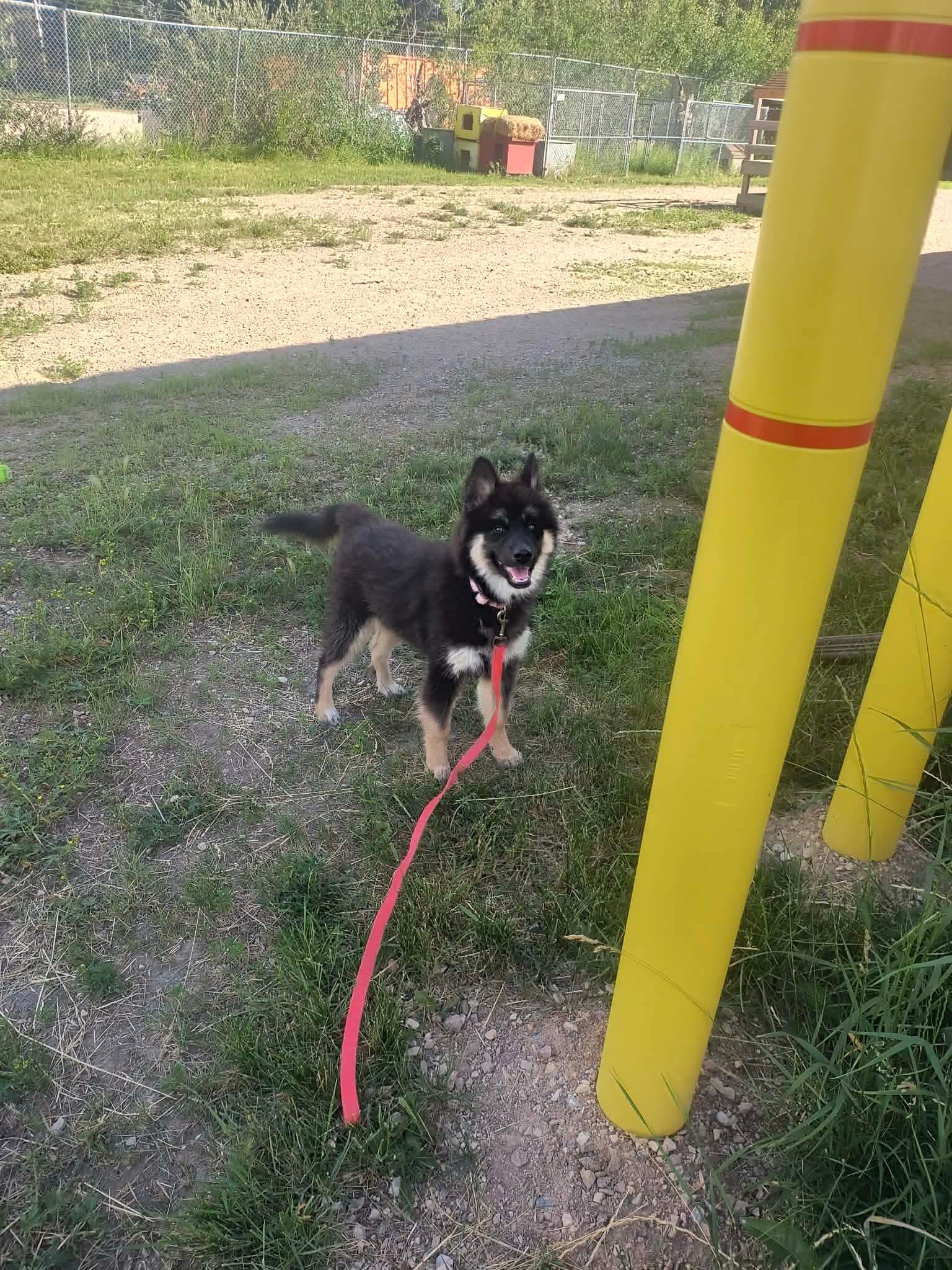 Enlarge Grizzly, a ADOPTABLE mixed breed in Fort Smith, NT image 2/3