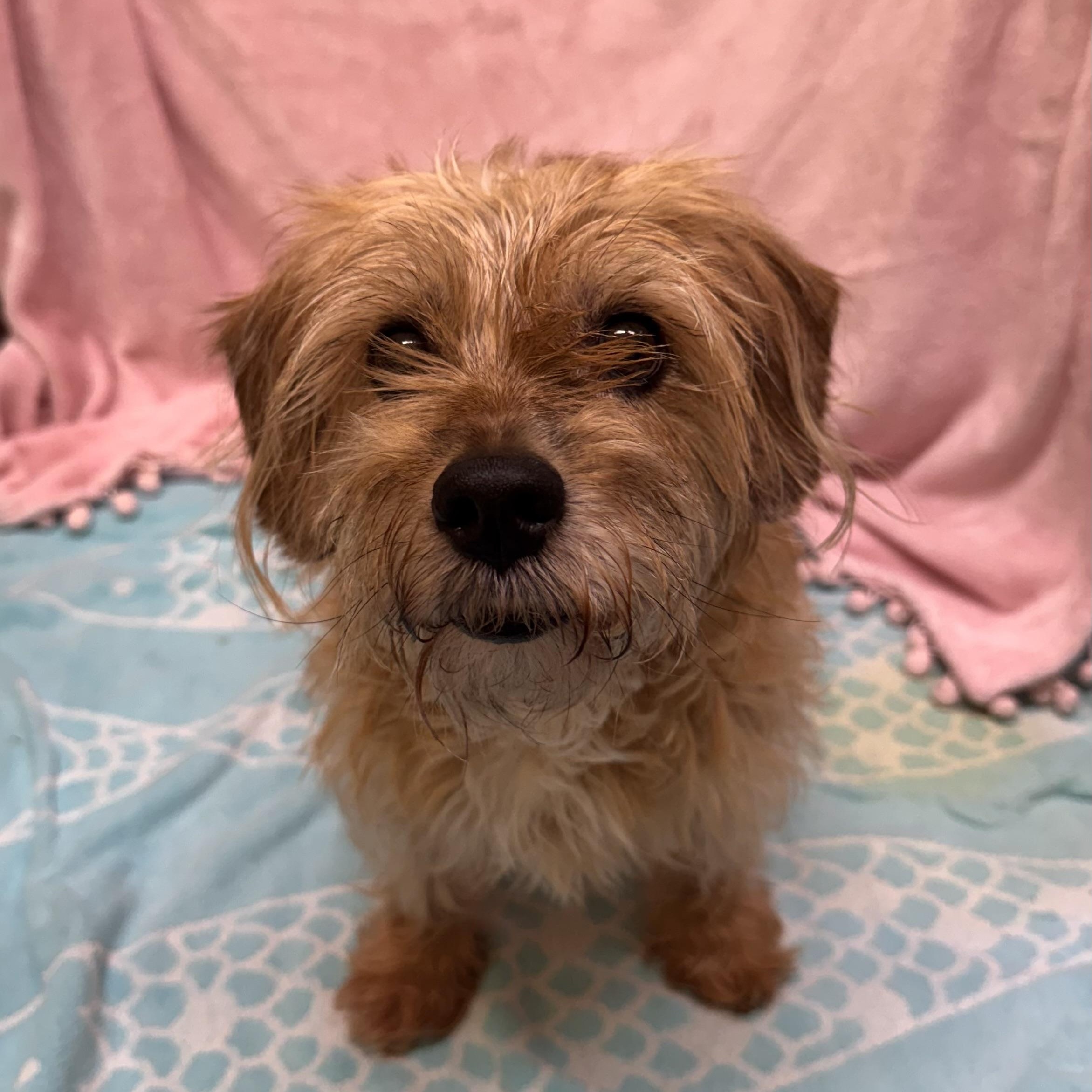 Lexi 8896, adopted, Adult Female Terrier.