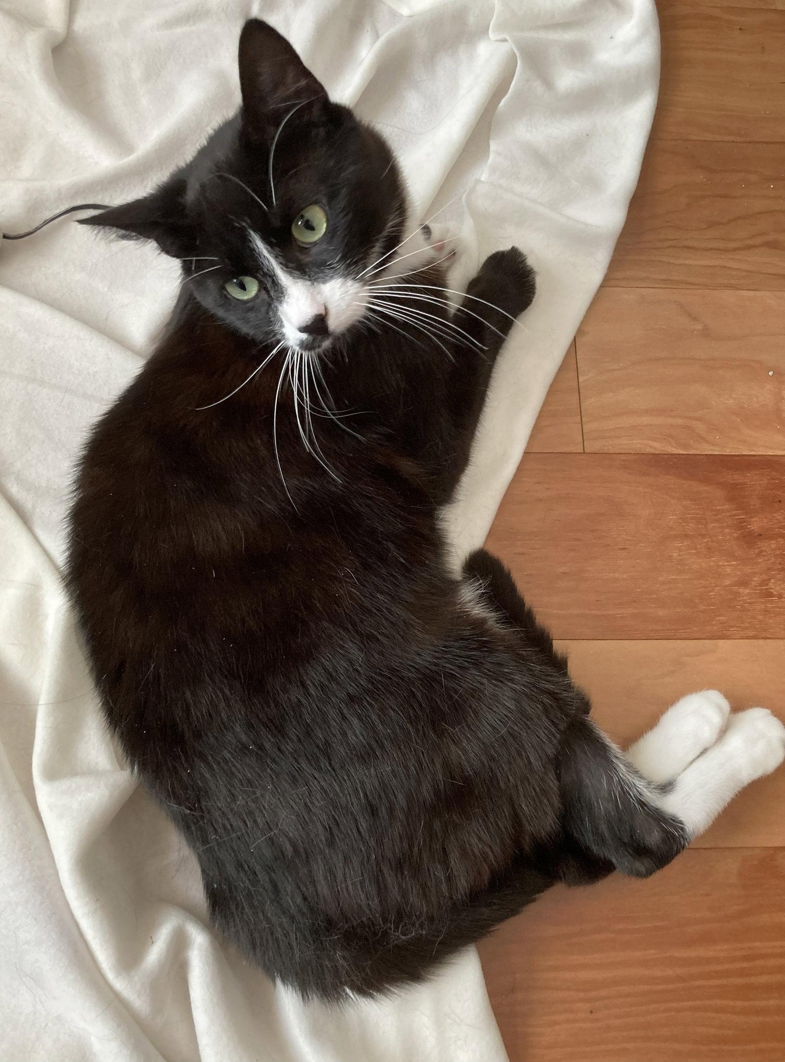 ziggy, Adoptable, Adult Male Tuxedo & Domestic Short Hair.