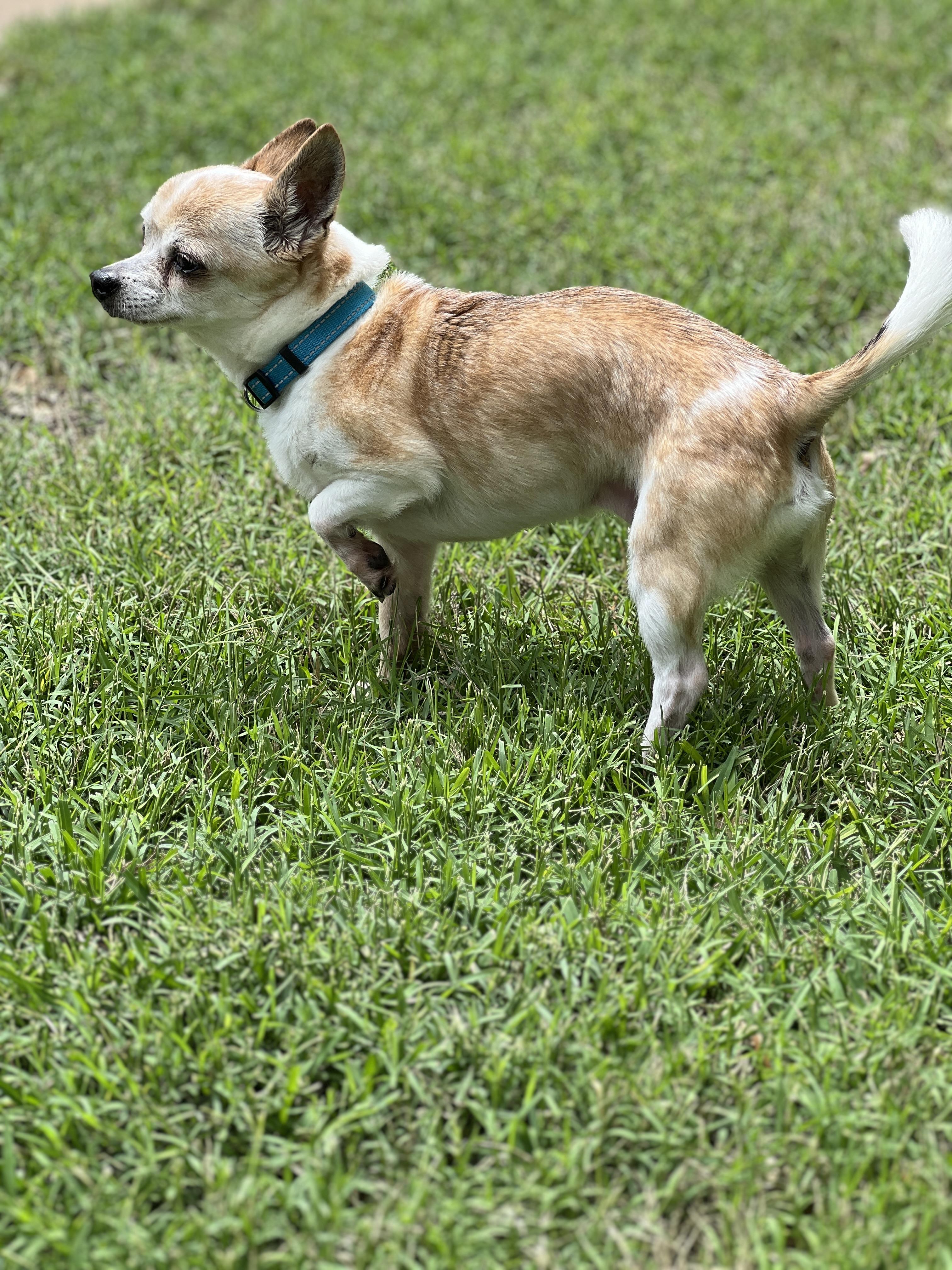 Enlarge Edgar, a Adopted mixed breed in Granbury, TX image 4/6