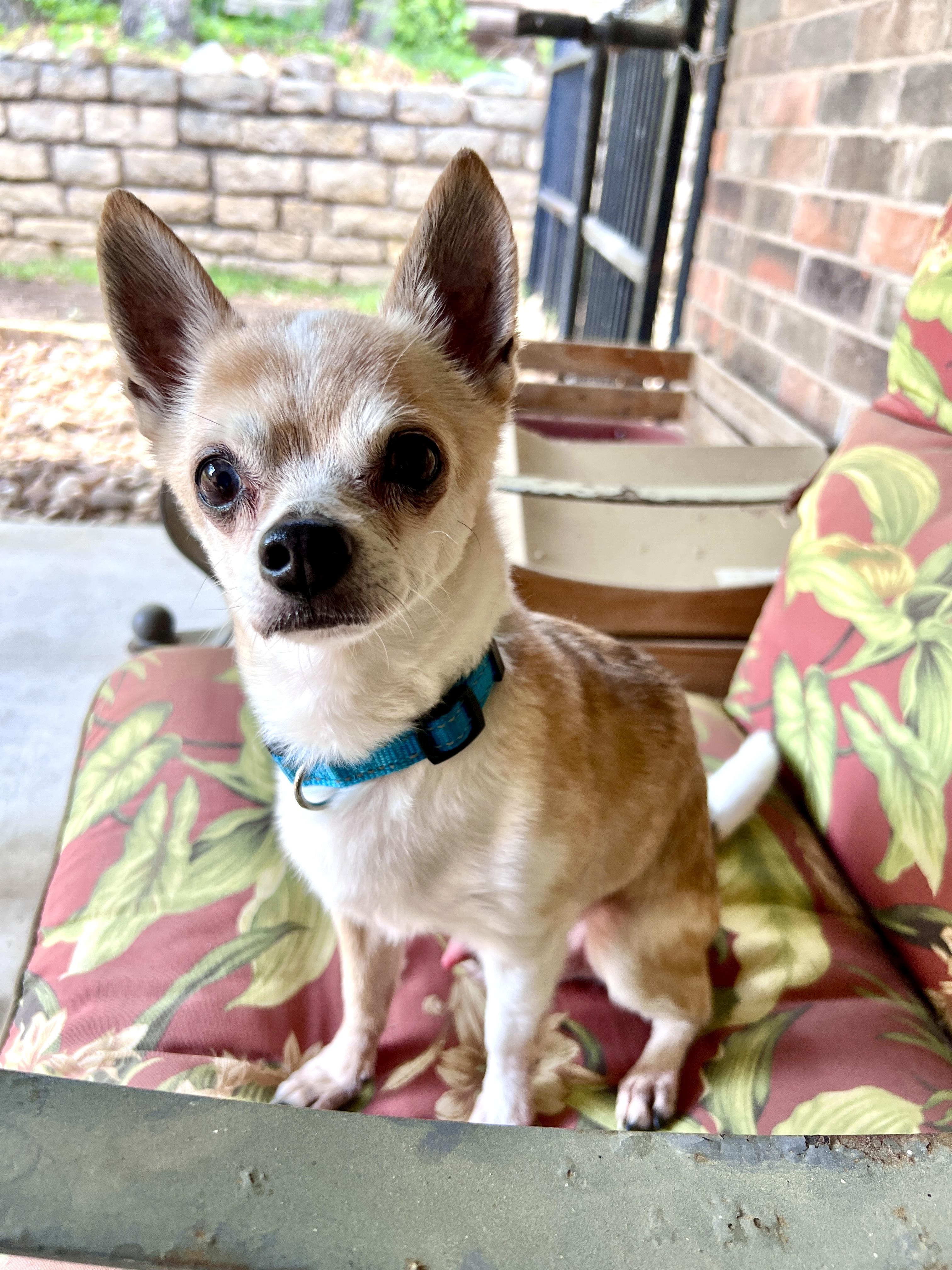 Edgar, Adopted, Senior Male Chihuahua.