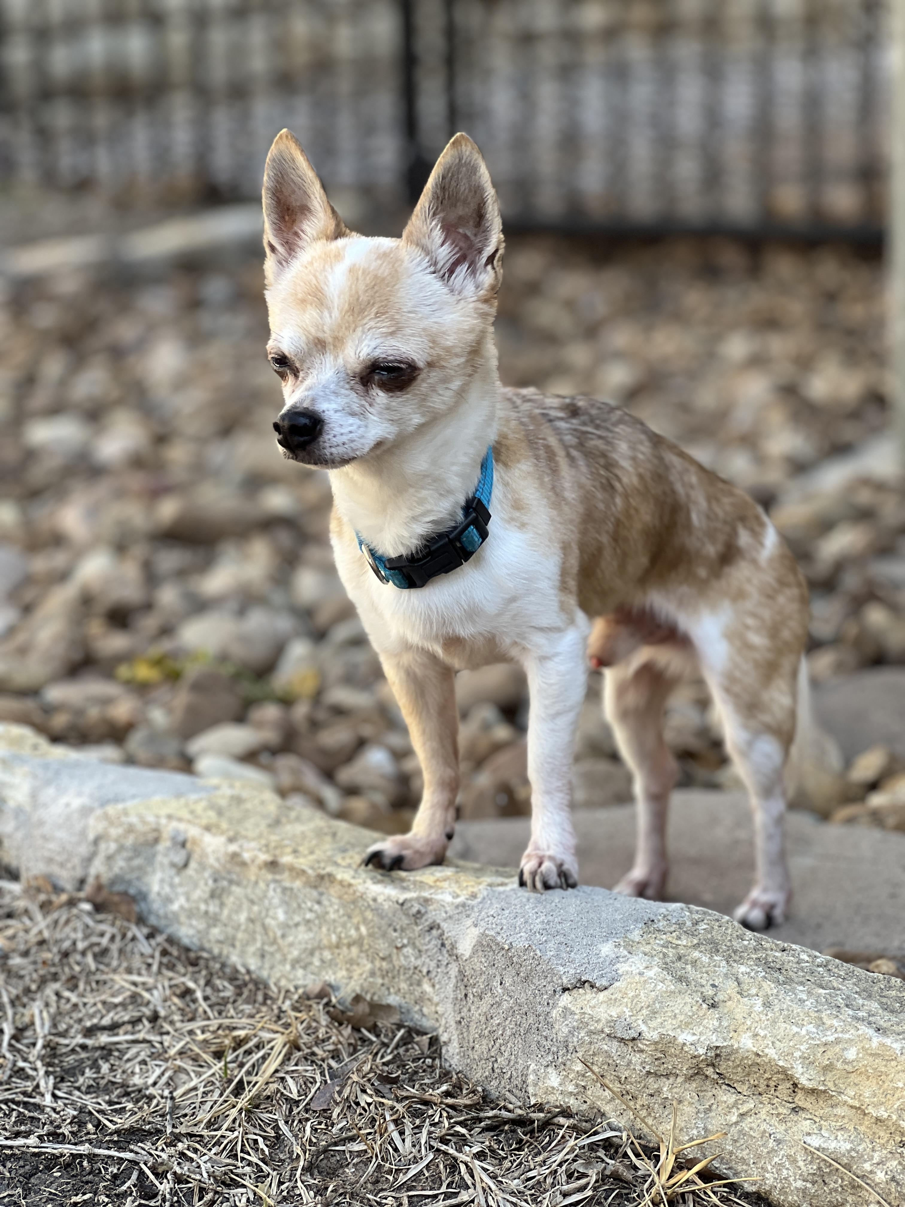 Enlarge Edgar, a Adopted mixed breed in Granbury, TX image 6/6