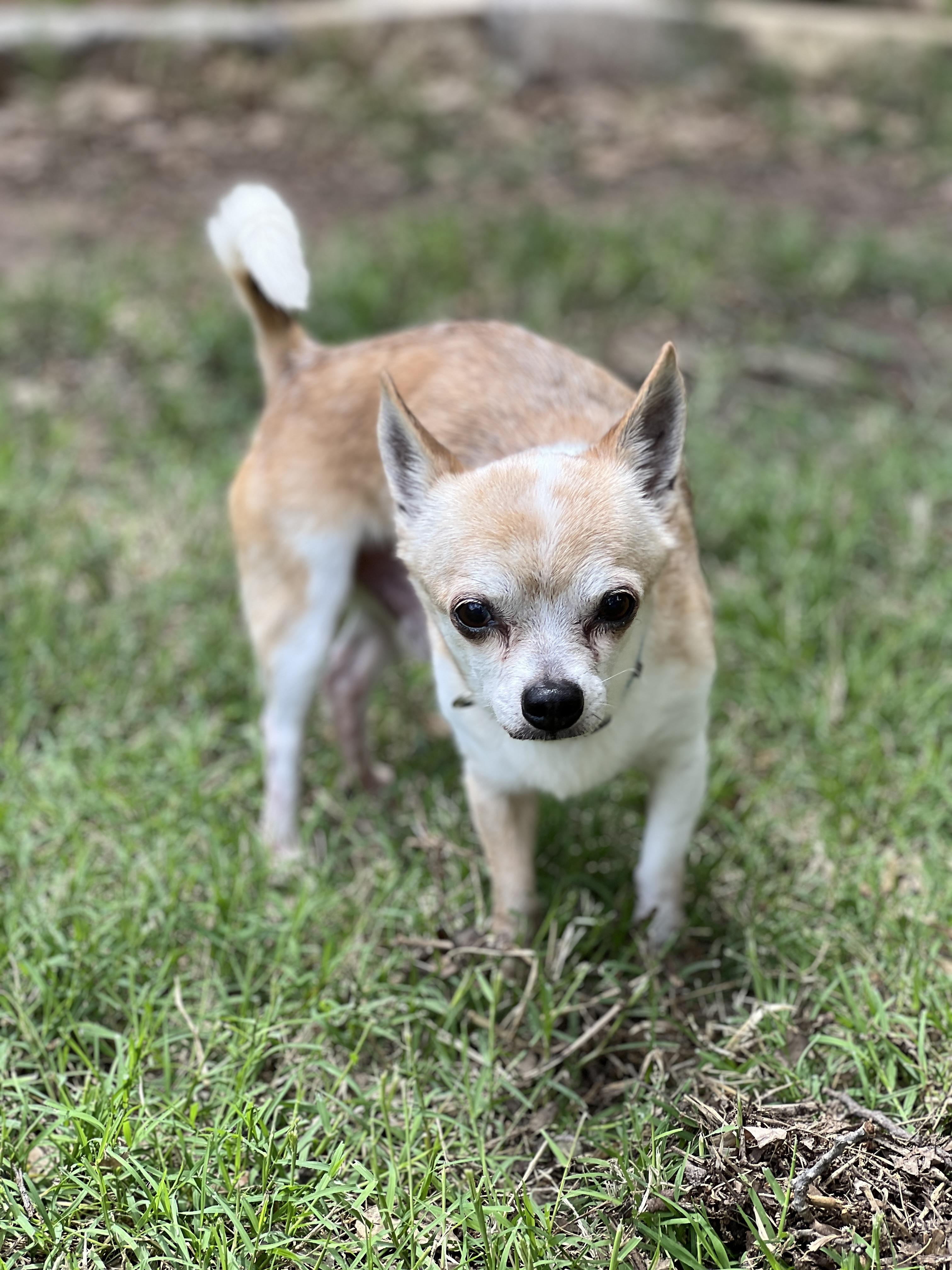 Enlarge Edgar, a Adopted mixed breed in Granbury, TX image 5/6