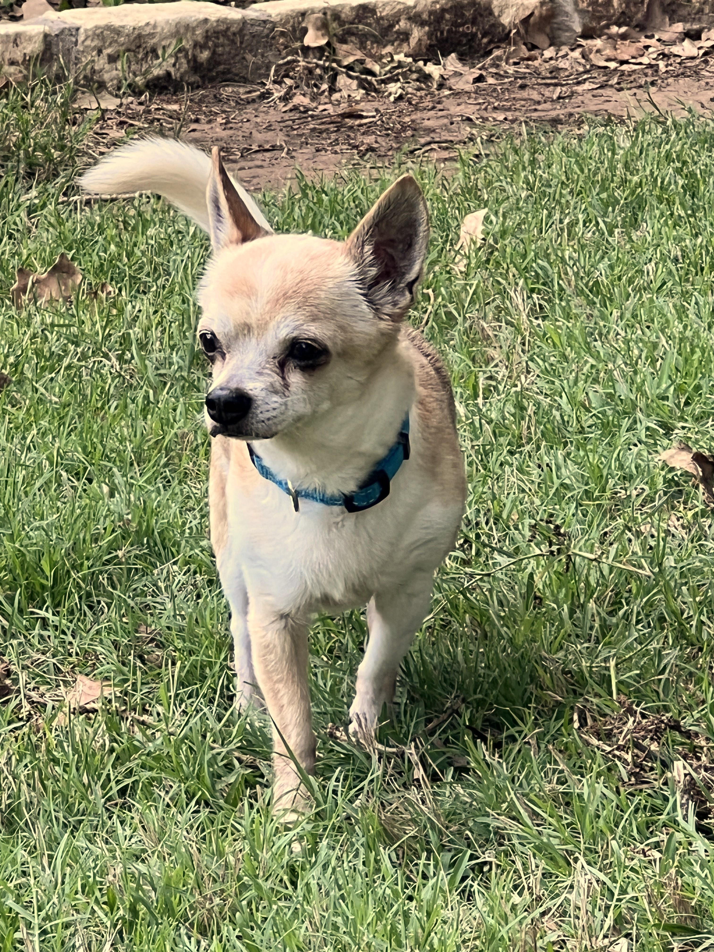 Enlarge Edgar, a Adopted mixed breed in Granbury, TX image 2/6
