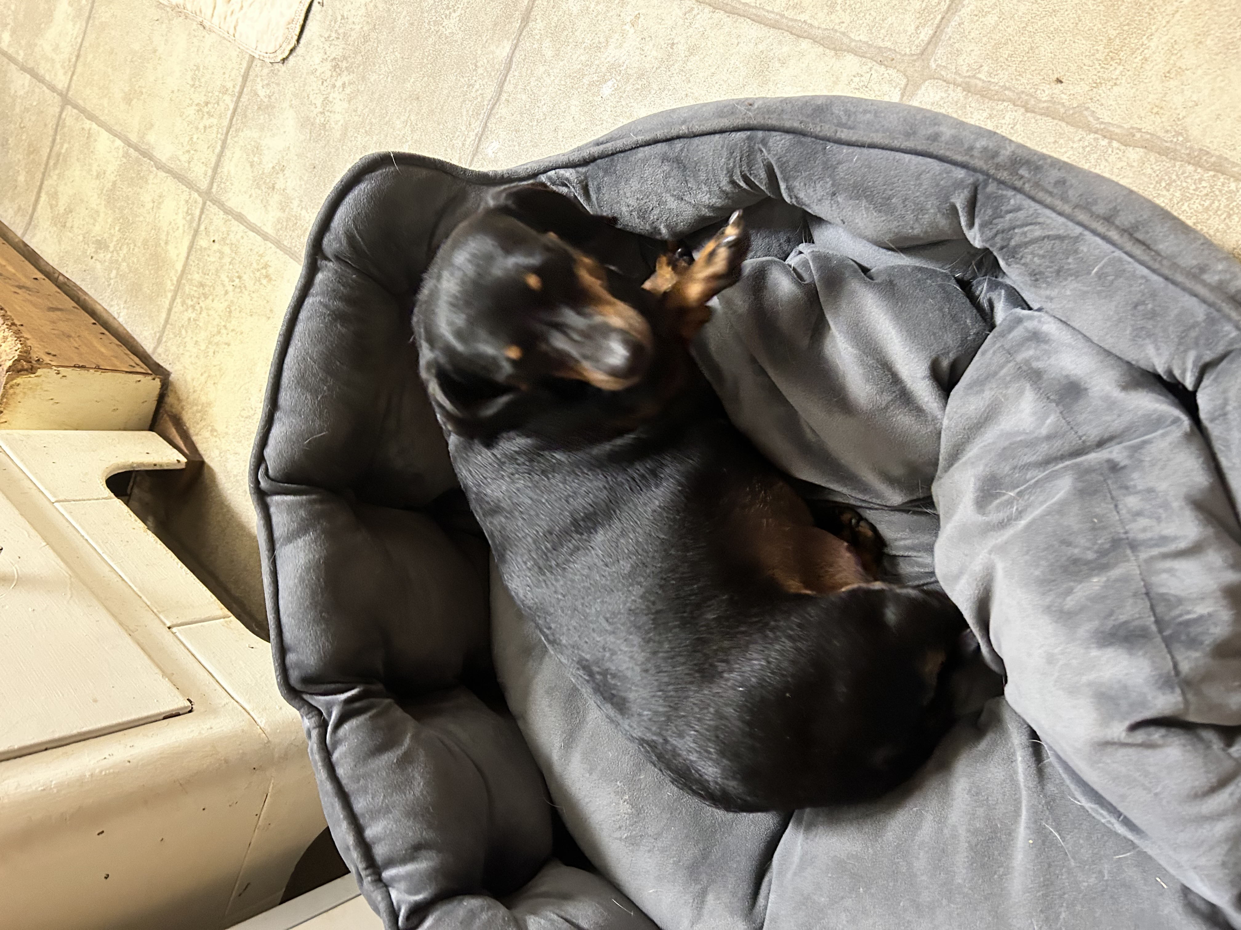 Millie, an adoptable Miniature Dachshund in Chickasha, OK image 2/3