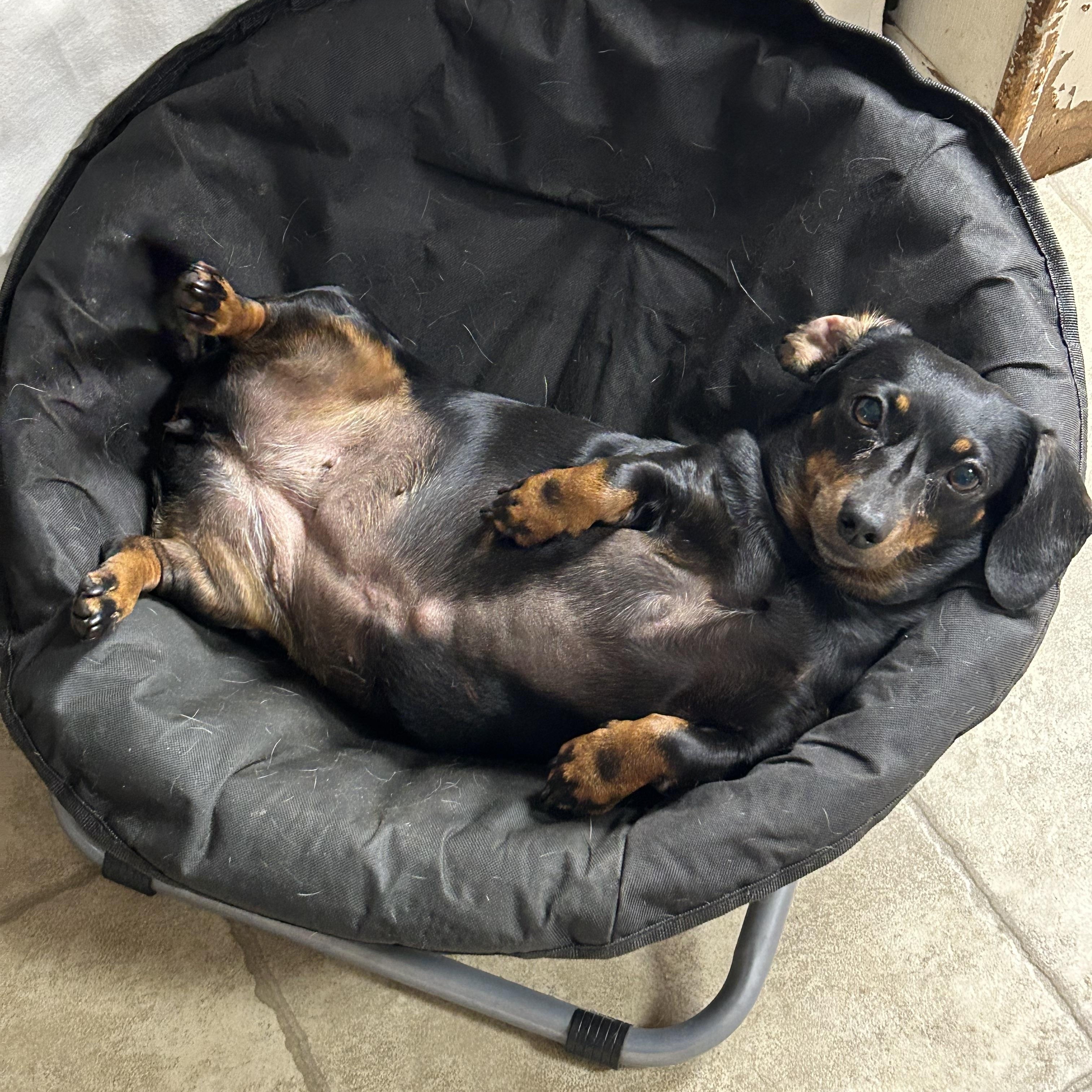 Millie, an adoptable Miniature Dachshund in Chickasha, OK image 3/3
