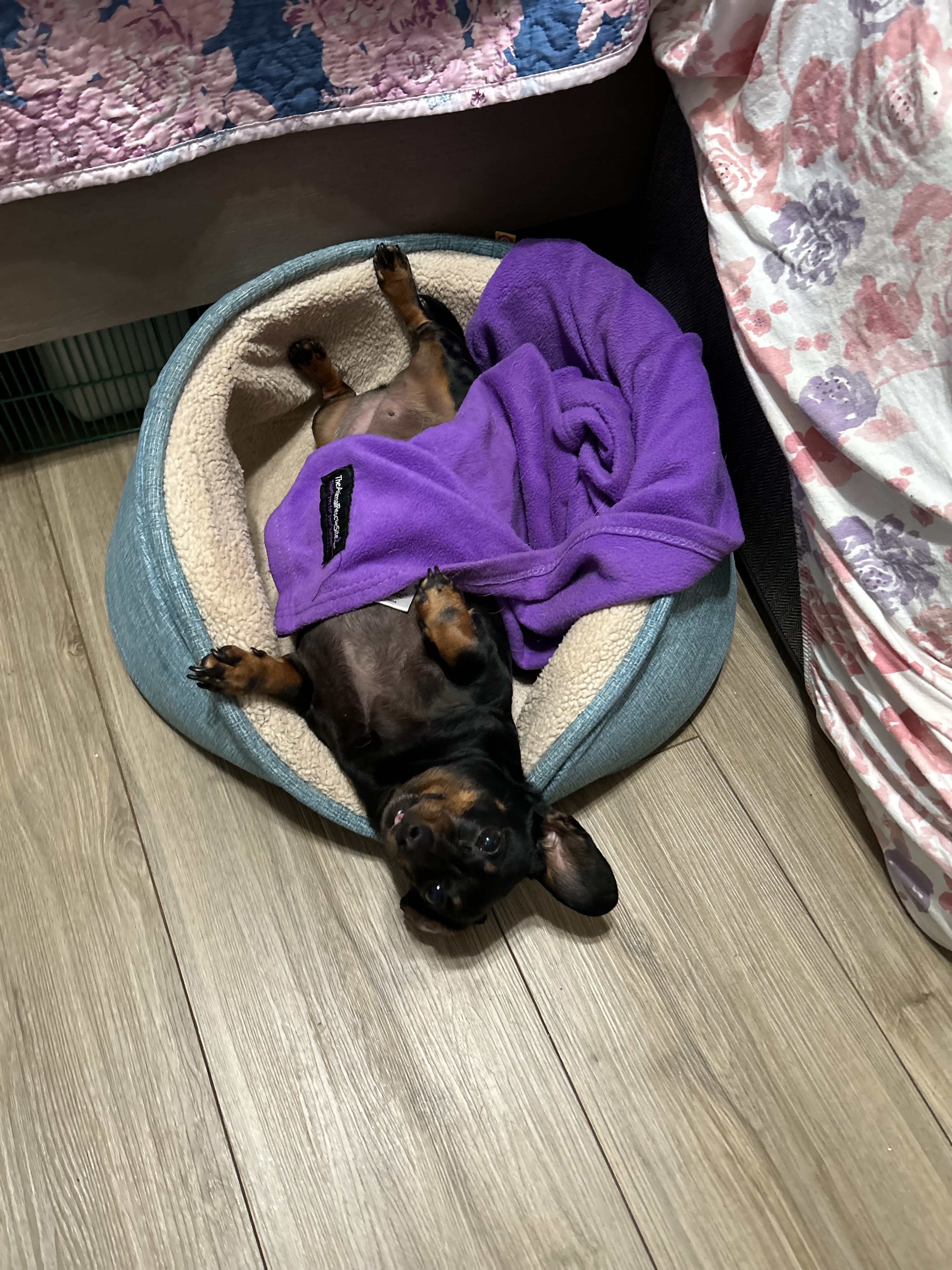 Millie, an adoptable Miniature Dachshund in Chickasha, OK image 1/3